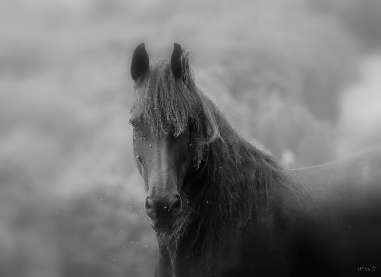Muriel cheval noir